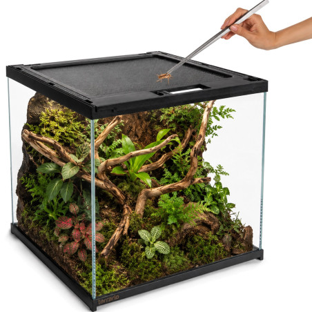 Terrario Frevo Clear Terrarium 30x30x30cm - terrarium szklane