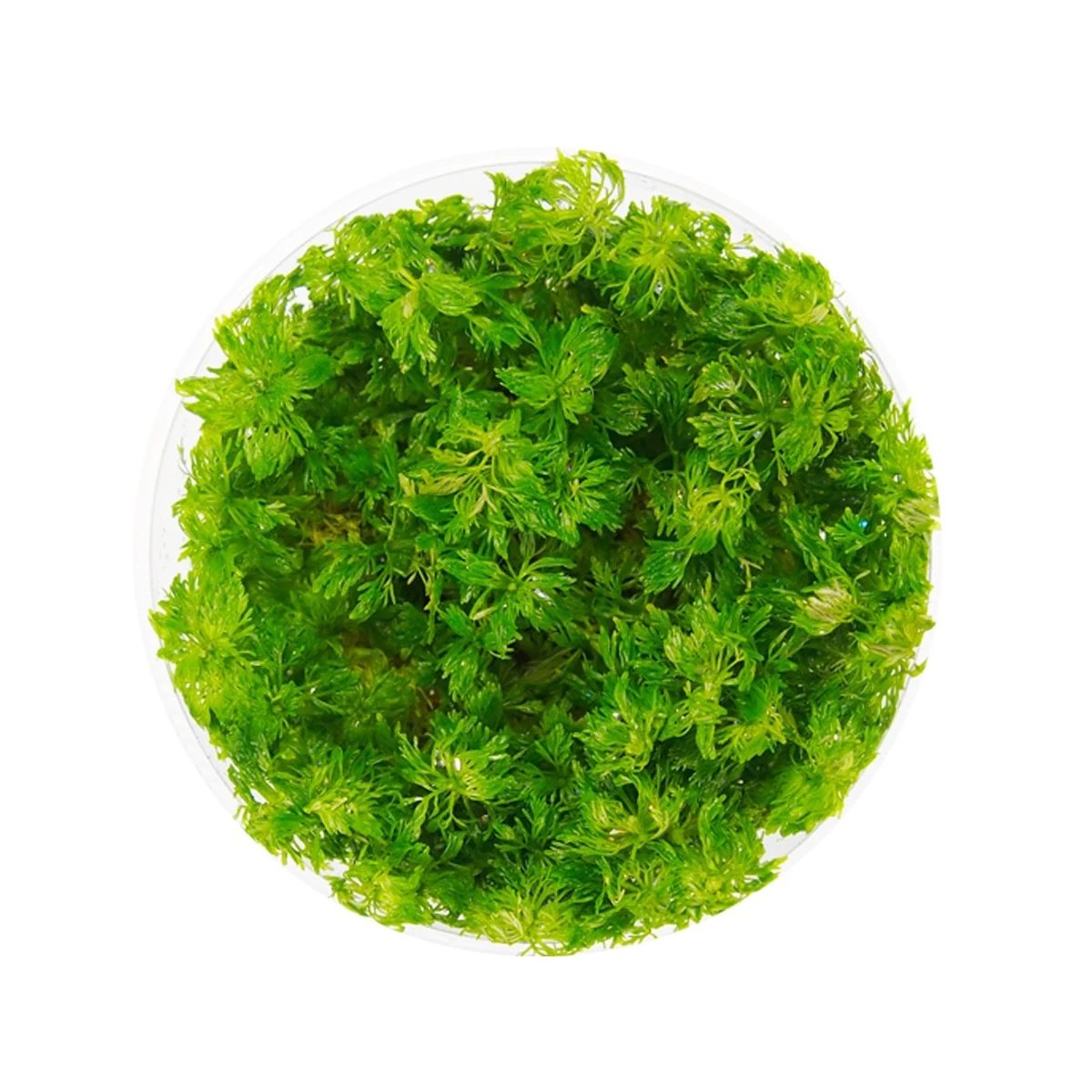 Eco Plant - Limnophila Sessiliflora - Invitro mały kubek