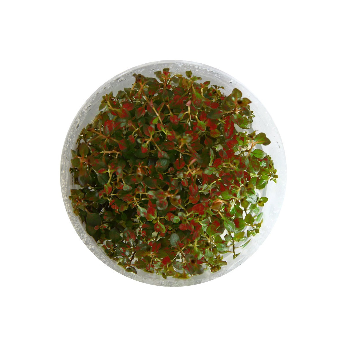 Eco Plant - Ludwigia Super Mini Red - invitro mały kubek