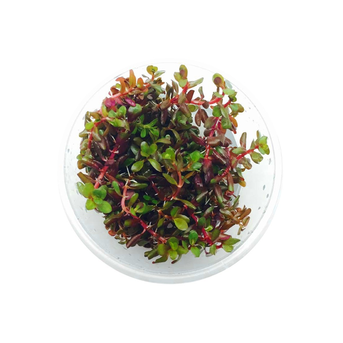 Eco Plant - Rotala Rotundifolia - InVitro mały kubek