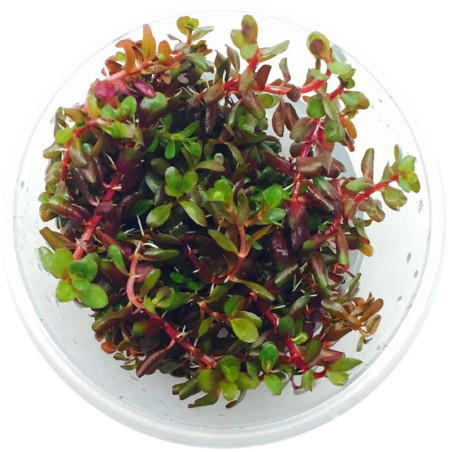 Eco Plant - Rotala Rotundifolia - InVitro mały kubek