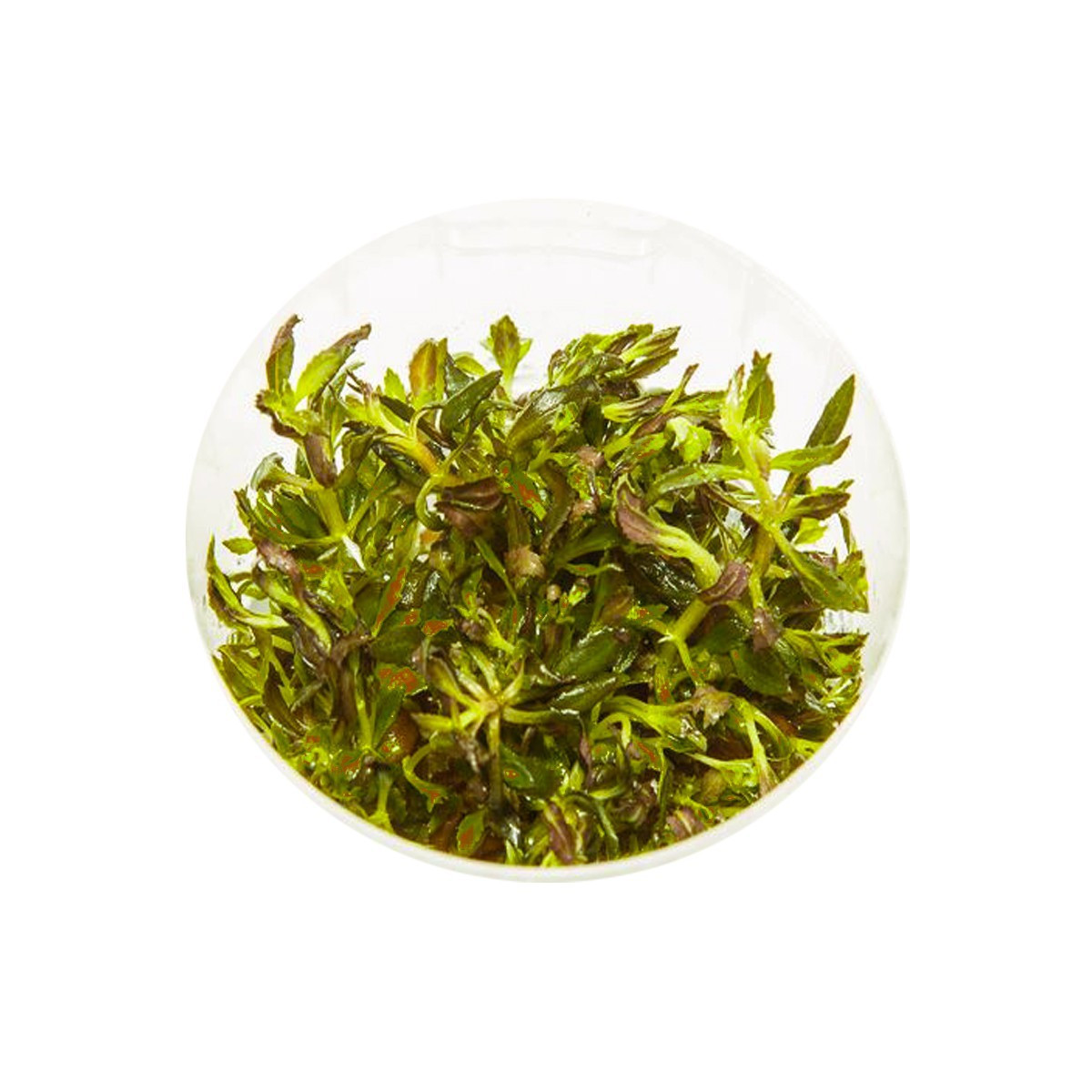 Eco Plant - Limnophila Aromatica - InVitro mały kubek