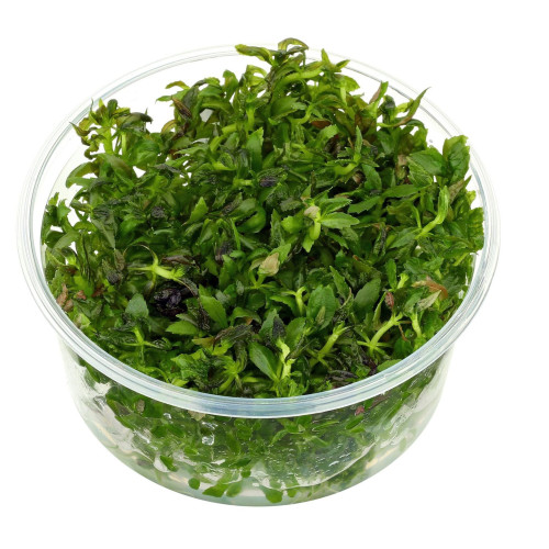 Eco Plant - Limnophila Aromatica - InVitro mały kubek