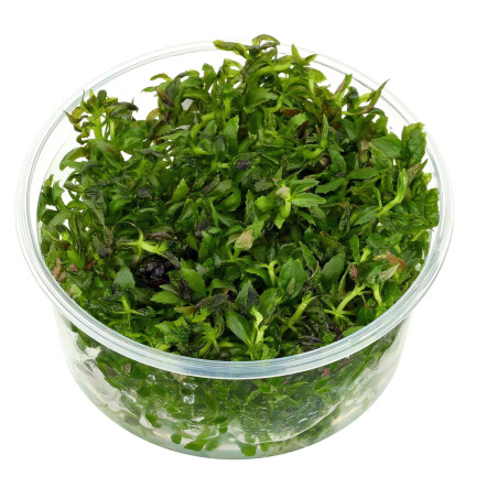 Eco Plant - Limnophila Aromatica - InVitro mały kubek