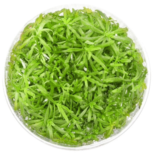 Eco Plant - Pogostemon Yatabeanus - InVitro mały kubek