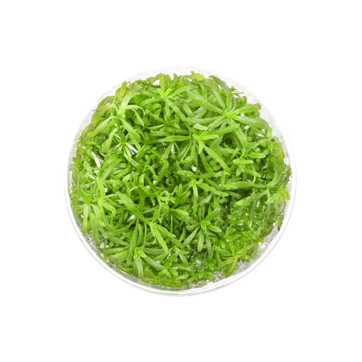 Eco Plant - Pogostemon Yatabeanus - InVitro mały kubek