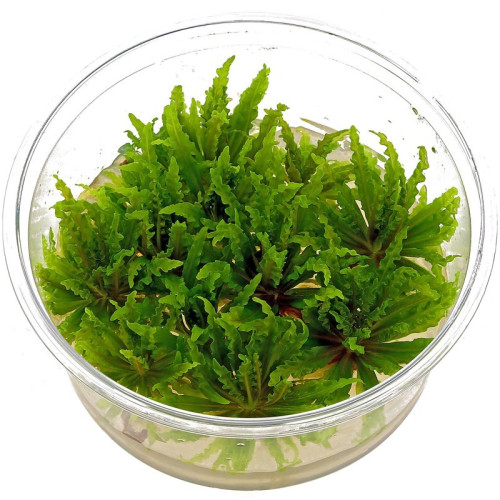 Eco Plant - Pogostemon Yatabeanus - InVitro mały kubek