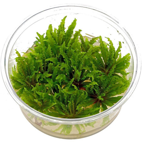 Eco Plant - Pogostemon Yatabeanus - InVitro mały kubek
