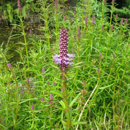Eco Plant - Pogostemon Yatabeanus - InVitro mały kubek