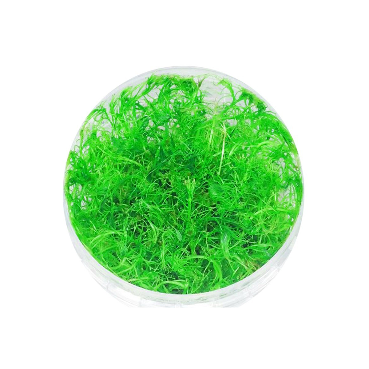 Eco Plant - Bacopa Myriophylloides - InVitro mały kubek
