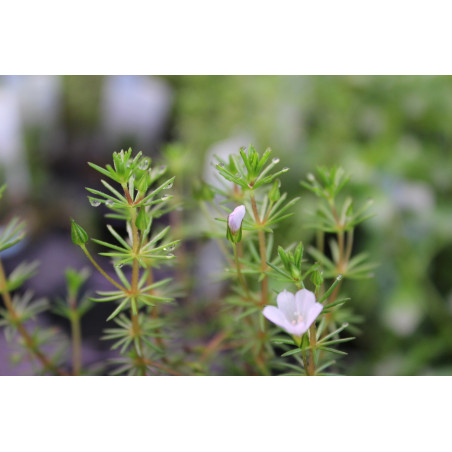 Eco Plant - Bacopa Myriophylloides - InVitro mały kubek