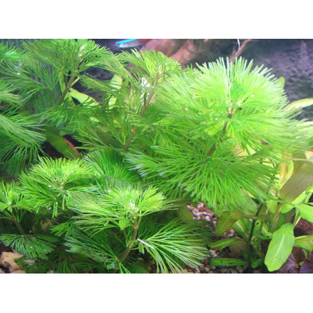 Eco Plant - Bacopa Myriophylloides - InVitro mały kubek