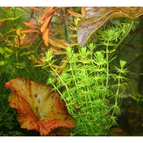 Eco Plant - Bacopa Myriophylloides - InVitro mały kubek