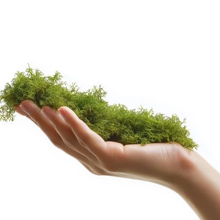 Terrario ForestHeart Sphagnum Moss - mech torfowiec 100g