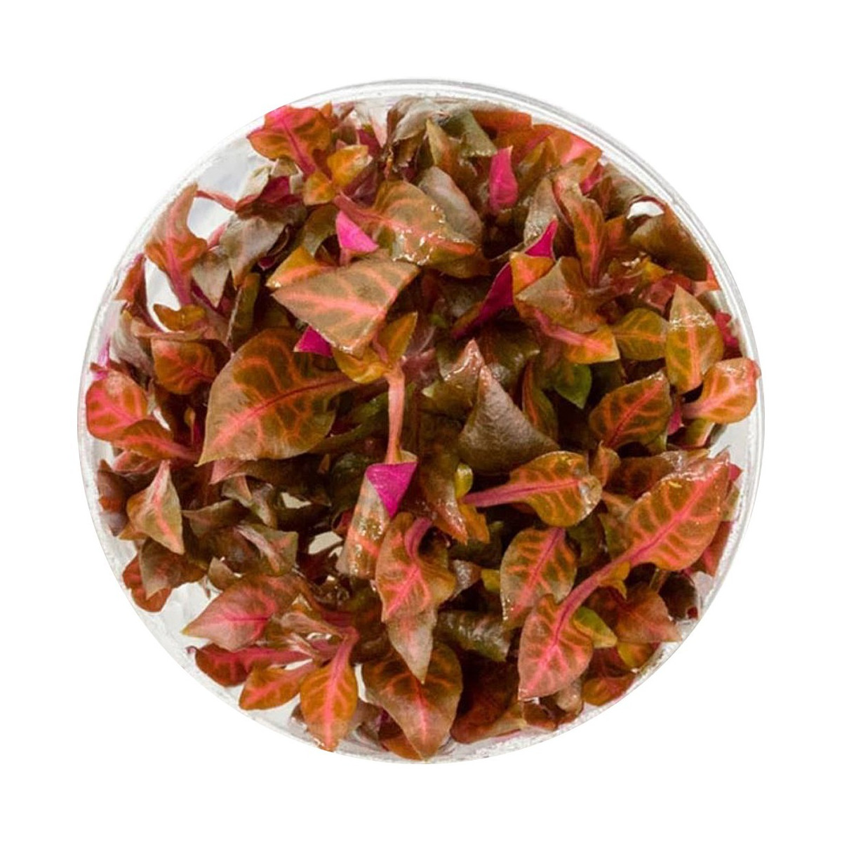 Eco Plant - Alternanthera Rosaefolia - invitro mały kubek