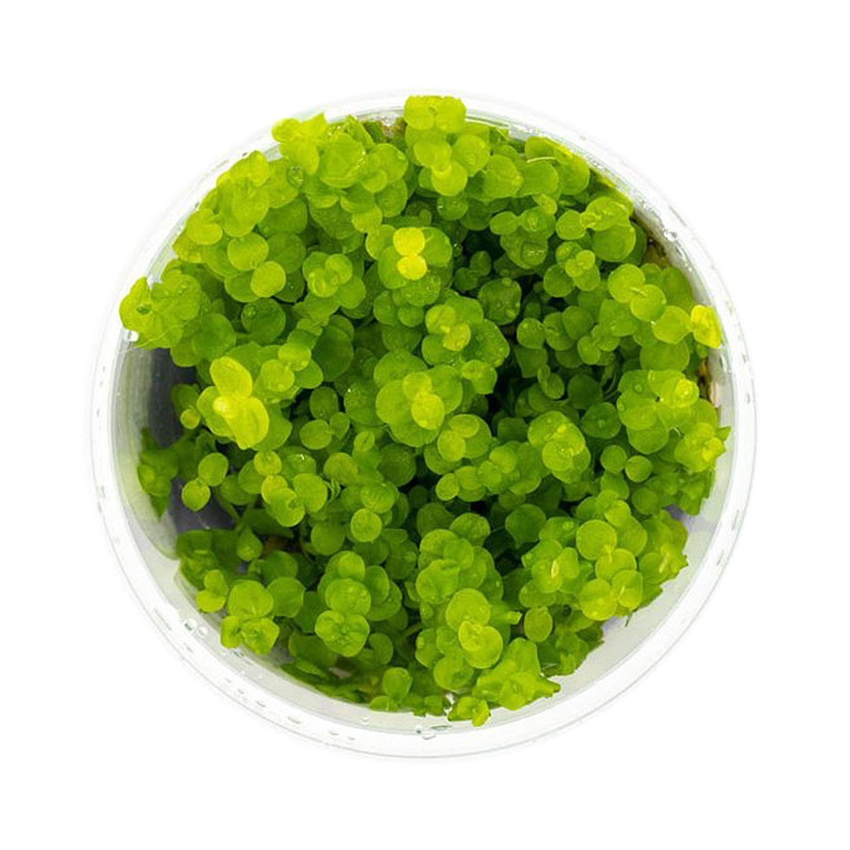 Roślina Invitro kubek mini - micranthemum umbrosum
