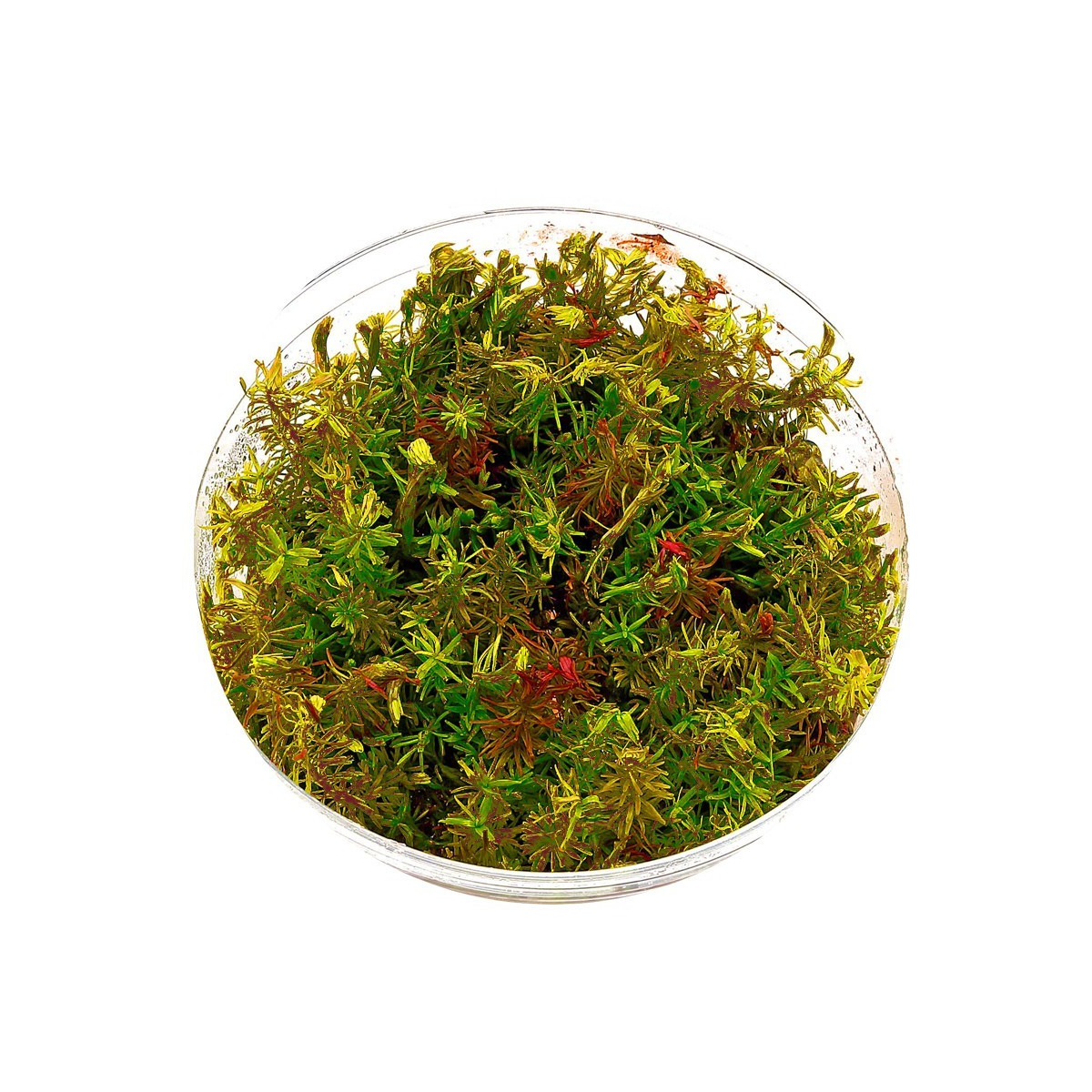 Eco Plant - Rotala Wallichii - InVitro mały kubek