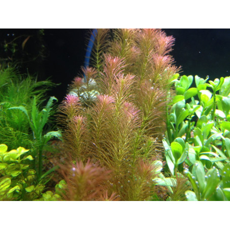 Eco Plant - Rotala Wallichii - InVitro mały kubek