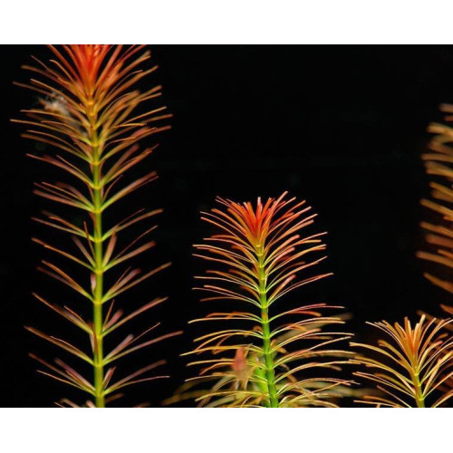 Eco Plant - Rotala Wallichii - InVitro mały kubek