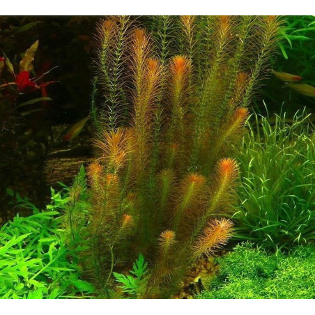 Eco Plant - Rotala Wallichii - InVitro mały kubek