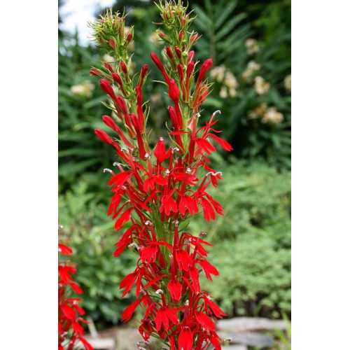 Eco Plant - Lobelia Cardinalis - InVitro mały kubek