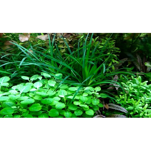 Eco Plant - Lobelia Cardinalis - InVitro mały kubek