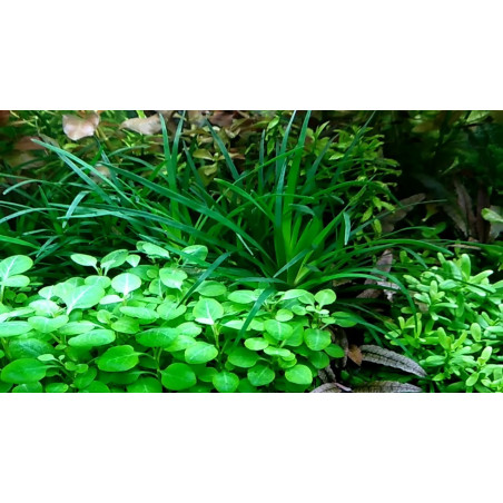 Eco Plant - Lobelia Cardinalis - InVitro mały kubek