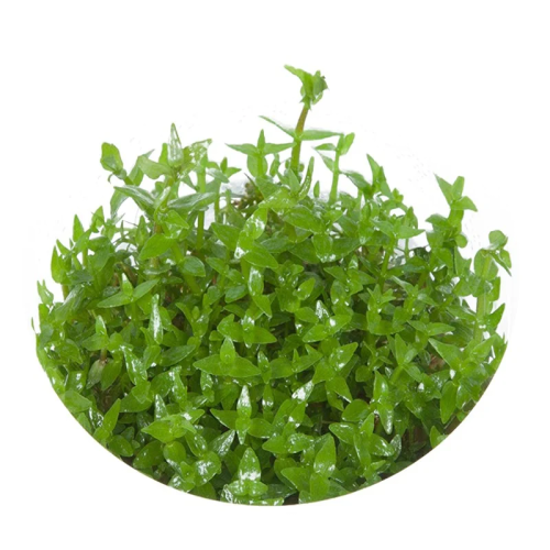 Eco Plant - Gratiola Viscidula - InVitro mały kubek