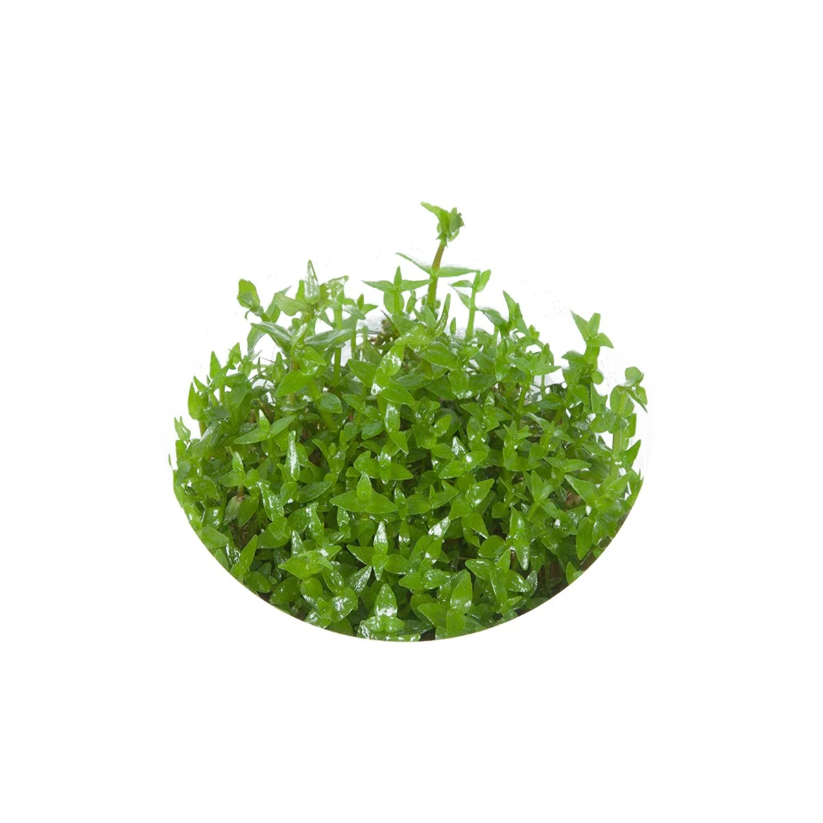 Eco Plant - Gratiola Viscidula - InVitro mały kubek