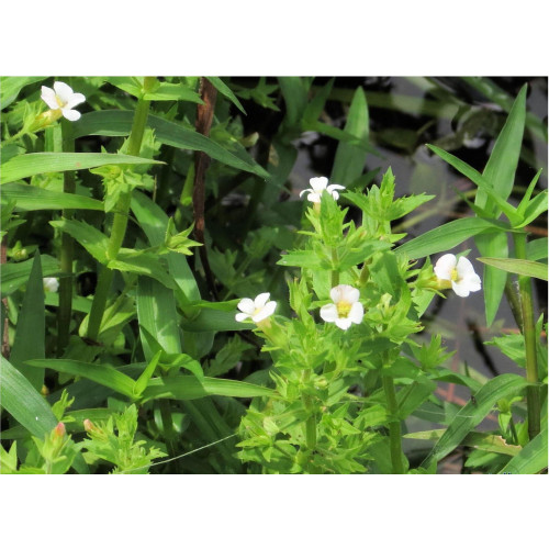 Eco Plant - Gratiola Viscidula - InVitro mały kubek