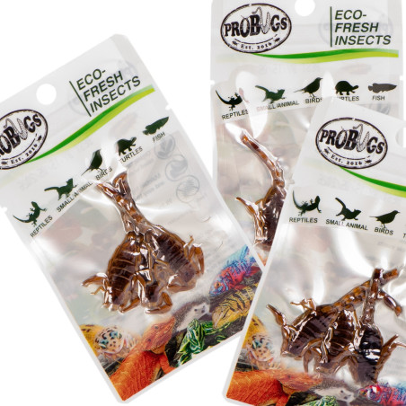 ProBugs Eco-Fresh Scorpion 3pcs - świeże skorpiony