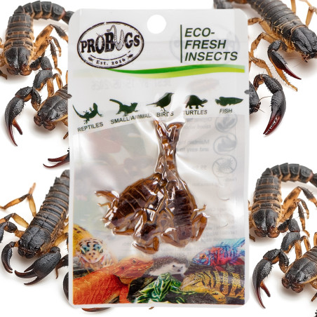 ProBugs Eco-Fresh Scorpion 3pcs - świeże skorpiony
