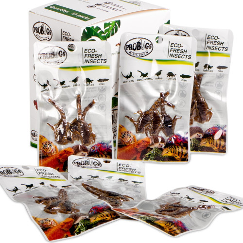 ProBugs Eco-Fresh Scorpion 3pcs - świeże skorpiony