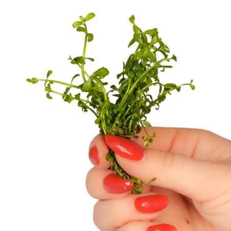 Eco Plant Bacopa Monnieri - roślina invitro 10 sztuk