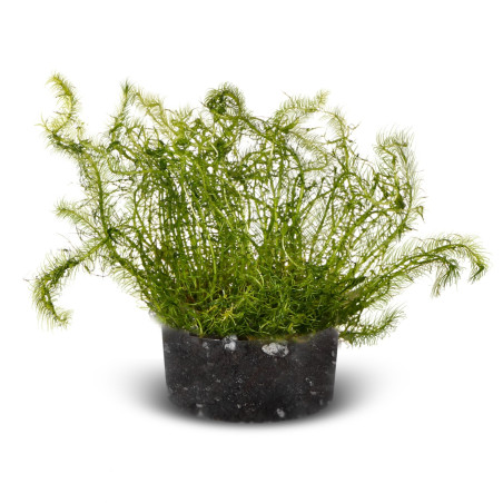 Eco Plant Bacopa Myriophylloides - roślina invitro 10 sztuk