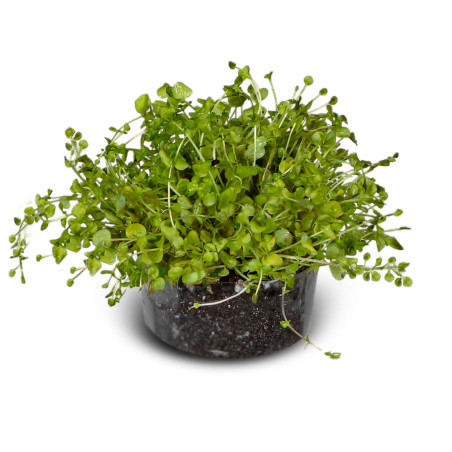 Eco Plant Micranthemum Umbrosum - roślina invitro 20 sztuk