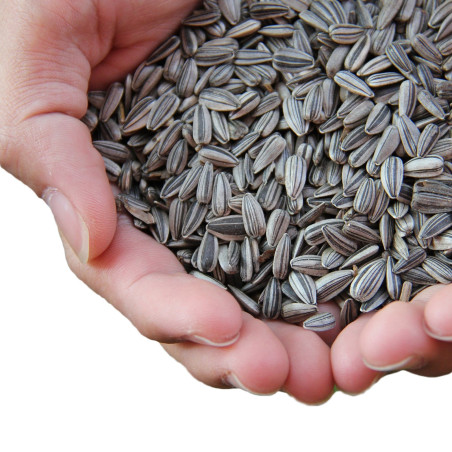 Przysmak dla gryzoni Alegia Słonecznik 2 kg