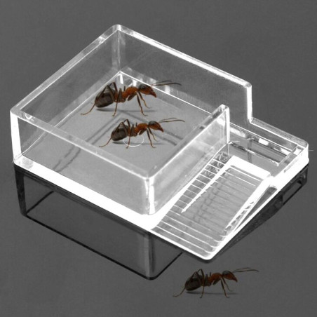 Ant Expert Ant Feeder - karmnik dla mrówek | Szybkie karmienie i łatwe czyszczenie