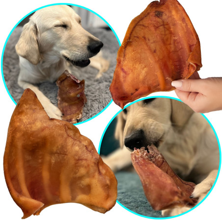 Dogario Bonni Pig's Ear L x50 - Hurtowa paczka, naturalna przekąska