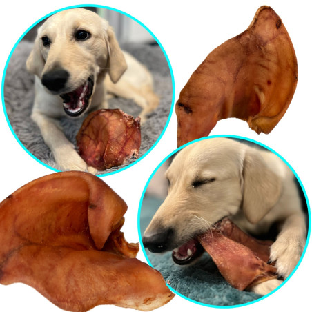 Dogario Bonni Pig's Ear L x50 - Hurtowa paczka, naturalna przekąska