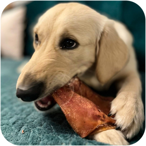 Dogario Bonni Pig's Ear L x50 - Hurtowa paczka, naturalna przekąska
