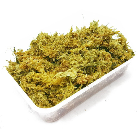 Repti-Zoo Chile's Sphagnum moss - mech torowiec 4,5l | Utrzymuje wilgotność, idealny do terrarium