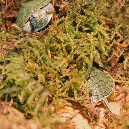 Repti-Zoo Chile's Sphagnum moss - mech torowiec 4,5l | Utrzymuje wilgotność, idealny do terrarium