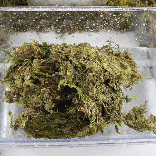Repti-Zoo Chile's Sphagnum moss - mech torowiec 4,5l | Utrzymuje wilgotność, idealny do terrarium