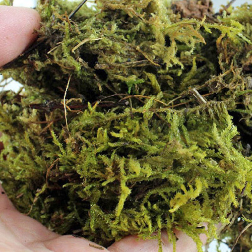 Repti-Zoo Chile's Sphagnum moss - mech torowiec 4,5l | Utrzymuje wilgotność, idealny do terrarium
