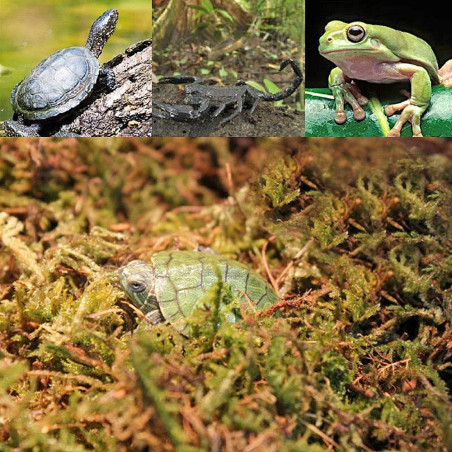 Repti-Zoo Chile's Sphagnum moss - mech torowiec 4,5l | Utrzymuje wilgotność, idealny do terrarium