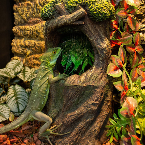 Fontanna wodospadowa Repti-Zoo DF13 Tree - naturalna dekoracja nawilżająca do terrarium