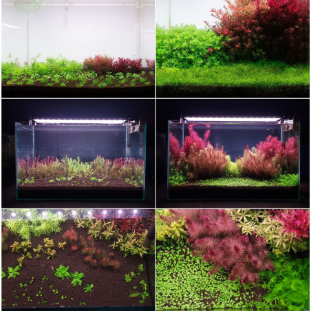 Neo Booster Plants FERTI 1000ml - Idealny dla początkujących, bujne rośliny akwariowe