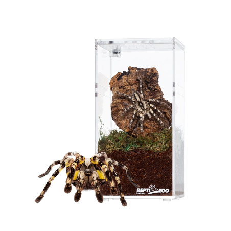 Repti-Zoo Terrarium akrylowe wysokie 7,5x7,5x15cm | Idealne dla małych gadów, szybka wysyłka
