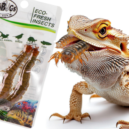ProBugs Eco-Fresh Scolopendra Centipede 15 x 2pcs - świeże skolopendry 15 saszetek – świeże i sterylne źródło białka dla gadów